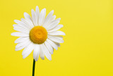 Daisy flower on yellow background