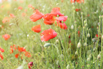 Wall Mural - Poppy flowers, outdoors