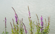 Flowering Purple Loosestrife At The Banks Of A Stream