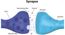 Synapse Labeled Diagram