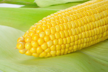 Wall Mural - corn