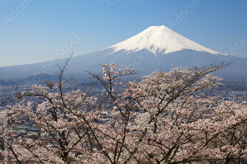 Fotoboard na płycie Górski fuji wiosną, sakura wiśniowy kwiat