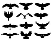 Black Silhouettes Of Birds In Flight, Vector Illustration