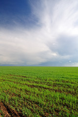 Wheaten field