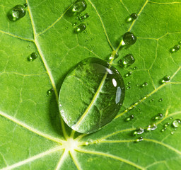 Wall Mural - drops on a green leaf