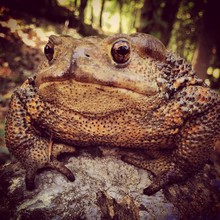 Giant Toad Upon A Rock