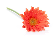 Orange Gerbera Flower