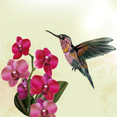 Wall Mural - Fashion  floral background with orchid and hummingbird