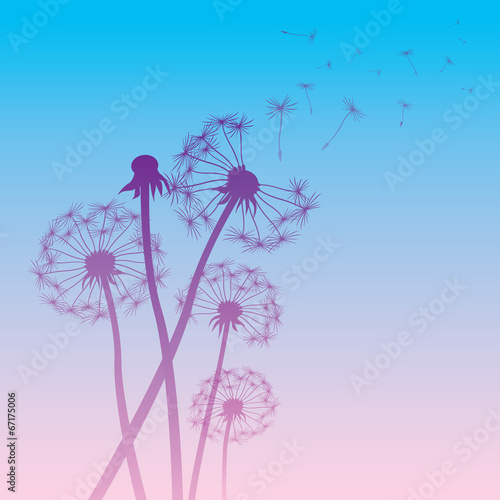 Naklejka dekoracyjna vector dandelion color background