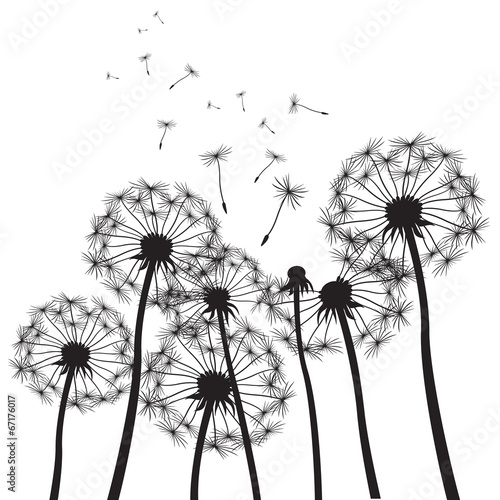 Obraz w ramie vector dandelion background