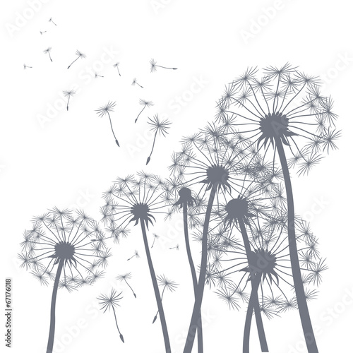 Naklejka - mata magnetyczna na lodówkę vector grey dandelion illlustrator