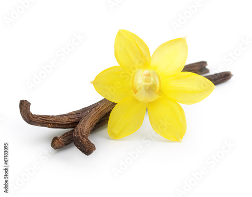 Fototapeta na wymiar Vanilla pods and orchid flower