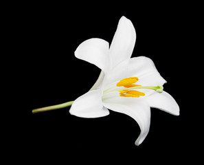 Wall Mural - White lily