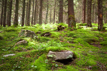 Old Fairy Forest With Moss And Stones On Foreground