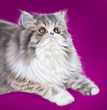 pers cat