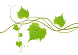 Fototapeta Miasto - grape leaves