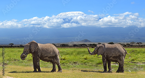 Naklejka samoprzylepna Słonie kilimanjaro