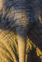 Detailed Elephant Skin Texture With Tail