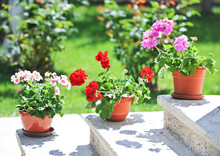 Outdoor Flowerpot. Pink And Red Flowers In Pots On Outside Steps