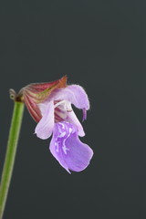 Wall Mural - Sage flower