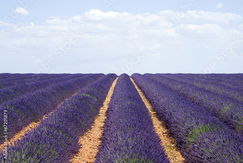 Board z aluminiowym obramowaniem Lawendowe pole, valensole, francja