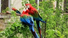 Colorful Parrot In Zoo