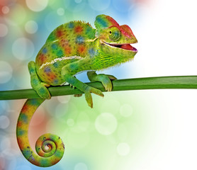Wall Mural - chameleon and colors