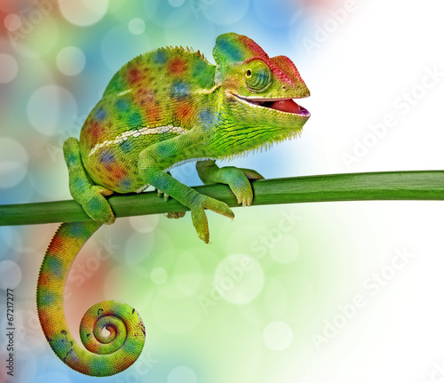 Naklejka samoprzylepna Kameleon i kolory
