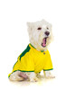 Brazilian westie dog complaining at a football game