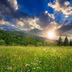 Wall Mural - spruce trees on the meadow in mountains. beautiful summer sunrise