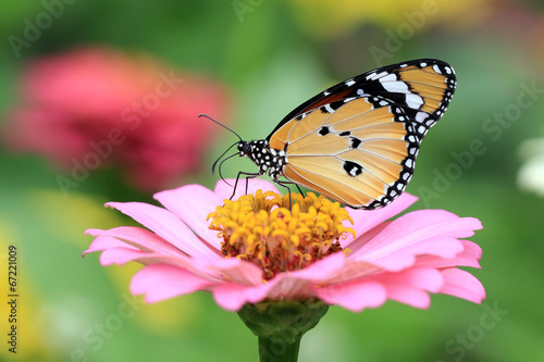 Board z aluminiowym obramowaniem Motyl