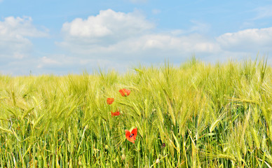 Closeup image of a field with young wheat