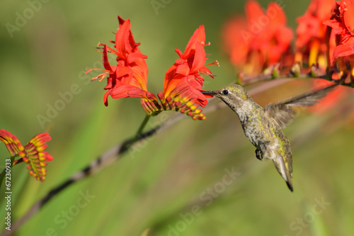 Board z aluminiowym obramowaniem Annas hummingbird karmienia na crocosmia kwiatów