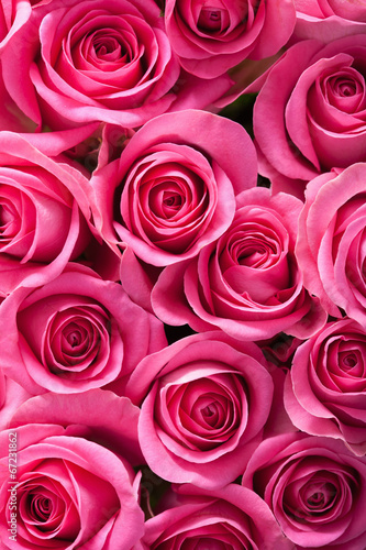 Naklejka dekoracyjna beautiful pink rose flowers background