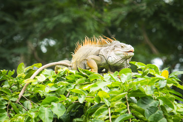 Iguana