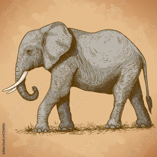 Naklejka samoprzylepna Ilustracja wektorowa grawerowanie słonia