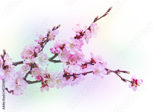 Fototapeta na wymiar Spring flowering with apricot branch on colorful blurred backgro