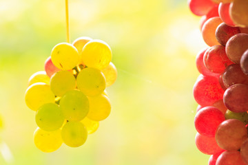 Grapes