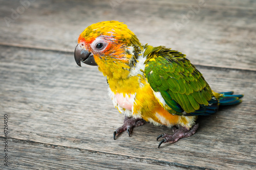 Board z aluminiowym obramowaniem Baby sun conure papuga na drewnianym tle