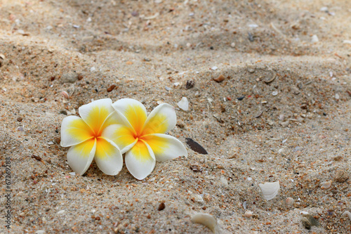 Naklejka - mata magnetyczna na lodówkę White frangipani flower on sand.