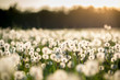 dandelion field at sunset