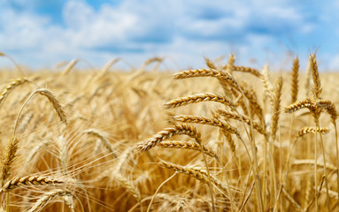 Wall Mural - Golden wheat field under sky