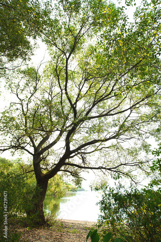 Naklejka ścienna autumn trees