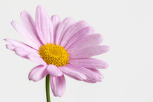 Pink Daisy On A White Background
