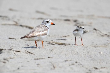 Wall Mural - Endangered Piping Plover (Charadrius melodus)