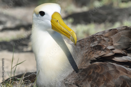Fotografia, Obraz Waved albatross (Phoebastria irrorata)