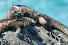 Galapagos Marine Iguanas Resting On Rocks