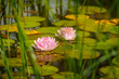 Water lily flowers blooming in pond