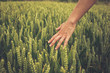 © LoloStock - Hand touching crops in field