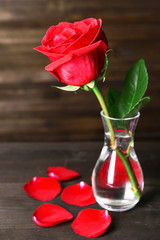 Poster - Beautiful red rose in vase on table on dark brown background